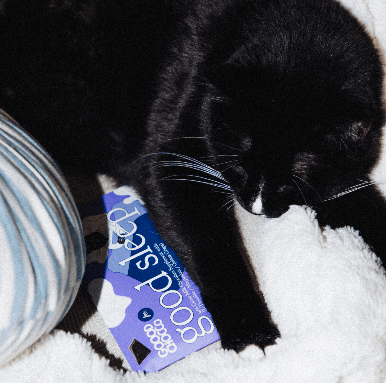 Goood Chocco cat picnic